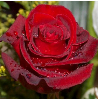 Роза чайно-гибридная 'Explorer'