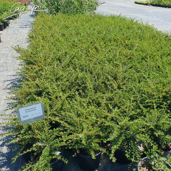 Кизильник горизонтальний - 6