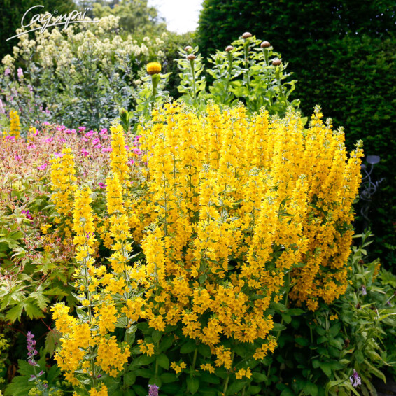 Вербозілля плямисте - 1 Вербозілля плямисте - 1