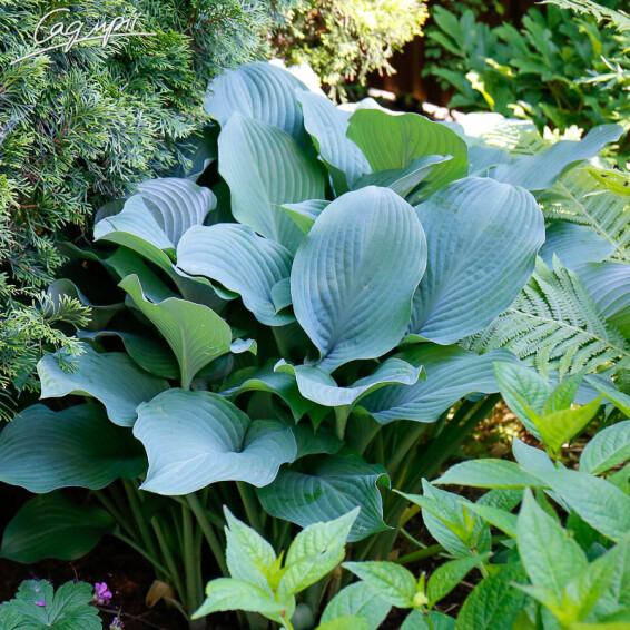 Хоста 'Moody Blues' - 2