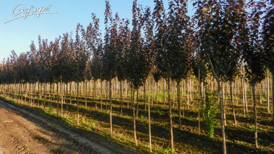 Слива вишнеплодная 'Pissardii' #20, WRB 25--30 500-600 St. 180-200 - 9 Слива вишнеплодная 'Pissardii' #20, WRB 25--30 500-600 St. 180-200 - 9