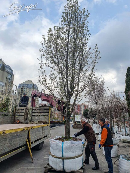 Груша Каллеріана 'Redspire' #3, WRB 18--20 500+ St. 1/2 - 8