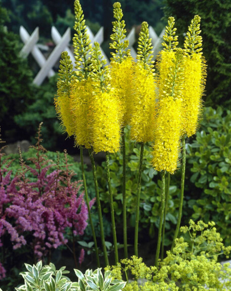 Еремурус 'Moneymaker' - 3 Еремурус 'Moneymaker' - 3