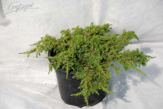 Можжевельник обыкновенный 'Green Carpet' #1, С14,C25 - - St. 120 - 1