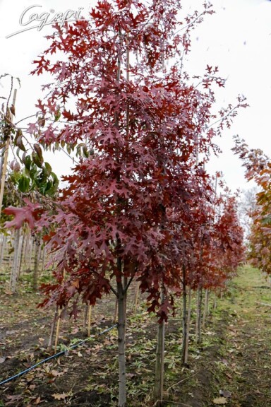 Дуб болотяний - 5 Дуб болотяний - 5