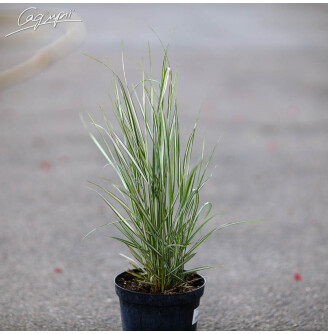 Куничник гостроквітковий 'Avalanche'