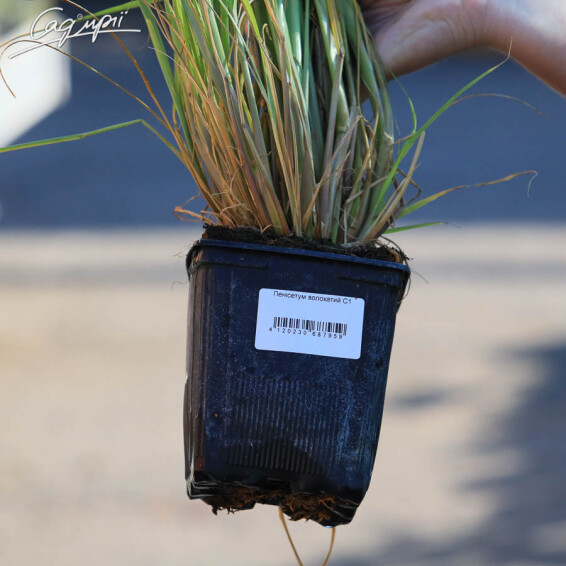 Перистощетинник волосистый - 2