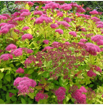 Спирея японская 'Golden Princess'