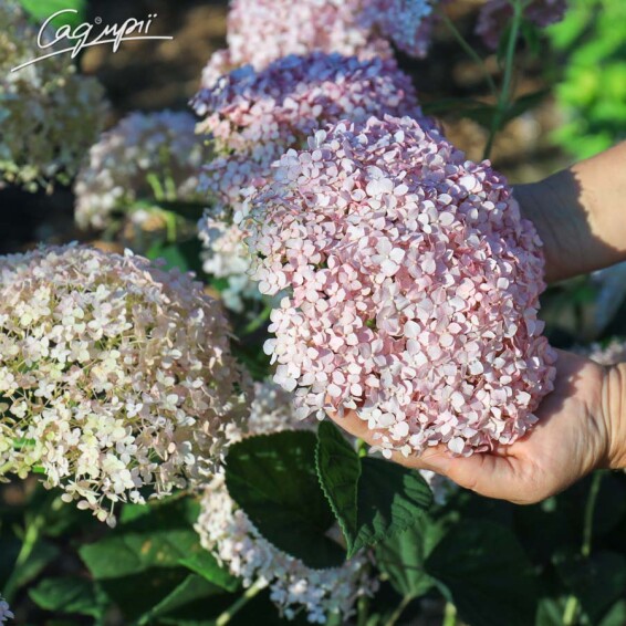 Гортензія деревовидна 'Magical Pinkerbell' - 1