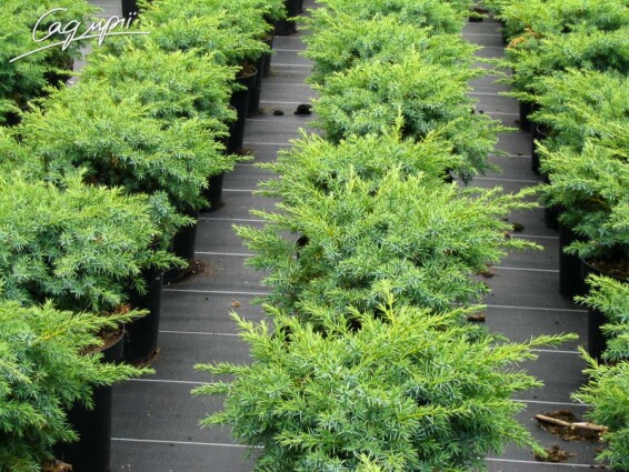 Ялівець прибережний 'Schlager' #3, C3 - - 1 Ялівець прибережний 'Schlager' #3, C3 - - 1