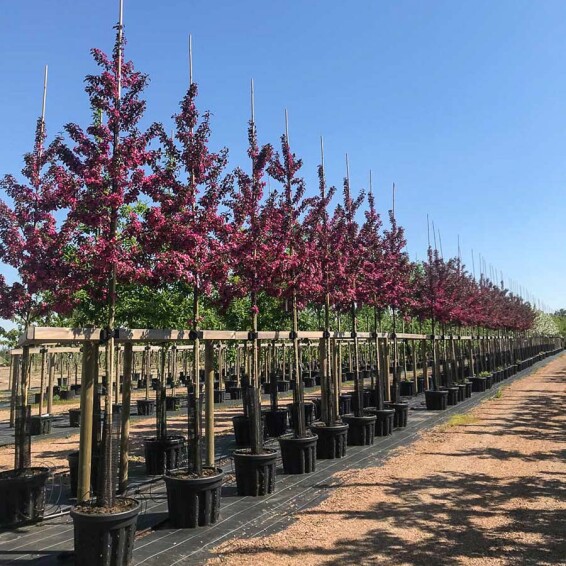 Яблуня торинго 'Scarlett' - 1