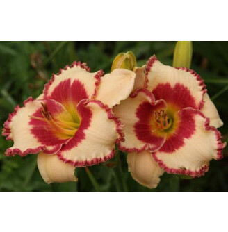 Лилейник 'Ageless beauty'