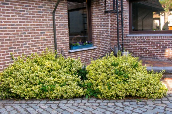 Бересклет форчуна 'Emerald Gold', штамбовая форма - 5