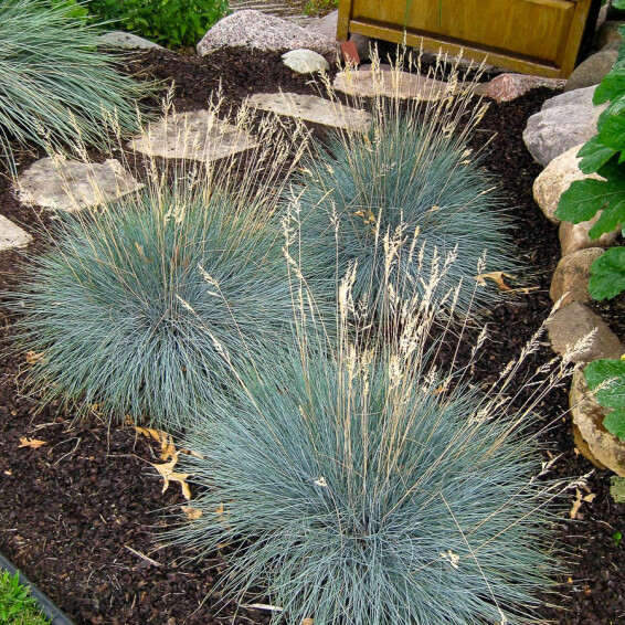 Овсяница сизая, P9 - - 4