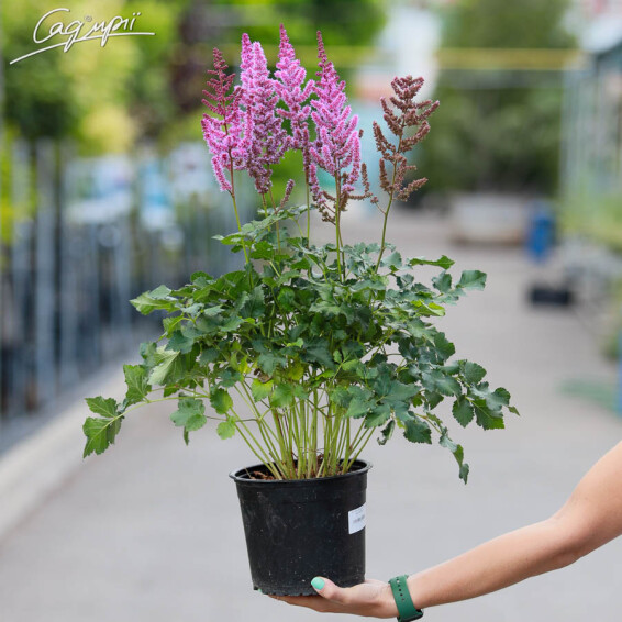 Астільба гібридна 'Purple Rain' ® PBR#3, Р9 - - 1 Астільба гібридна 'Purple Rain' ® PBR#3, Р9 - - 1