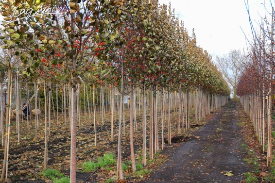 Яблоня 'Mokum' #3, WRB 20--25 600+ St. 150-175 - 8 Яблоня 'Mokum' #3, WRB 20--25 600+ St. 150-175 - 8