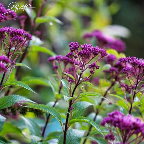 Сідач плямистий 'Red Dwarf'® - 1