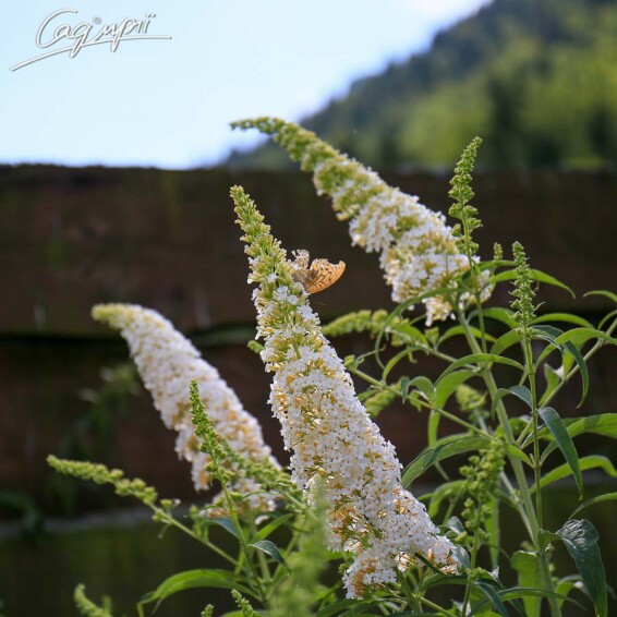 Буддлея Давида 'White Profusion' - 10