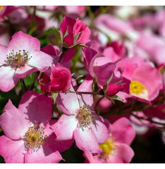 Роза бордюрная 'Mel Bee'®