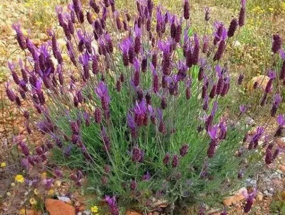 Лаванда узколистная 'Platinum Nico' - 1