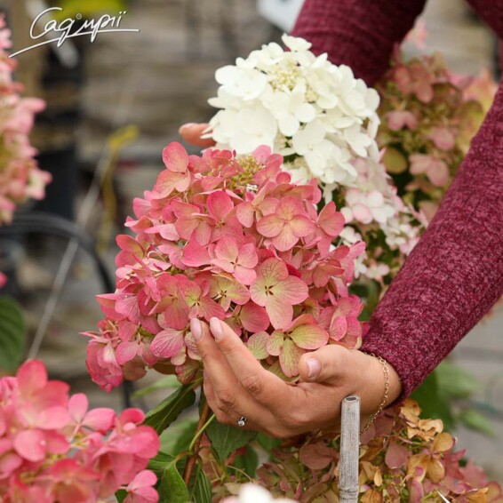 Гортензия метельчатая 'Diamant Rouge'® - 1