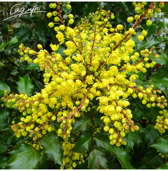 Магонія середня 'Winter Sun'