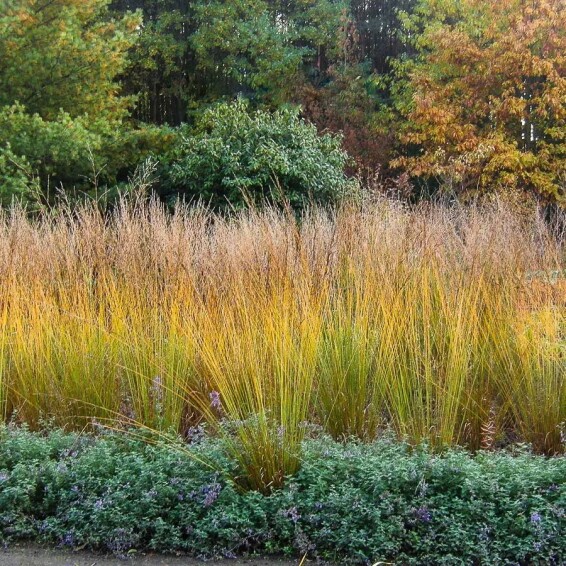 Молінія очеретяна 'Transparent', C2 - - 4