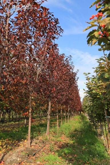 Яблоня 'Royalty' #6, WRB 25--30 350-400 St. 1/2 - 6