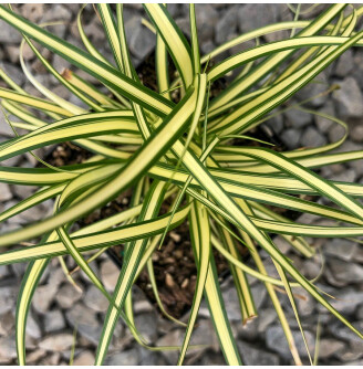 Осока охіменська 'Evergold'