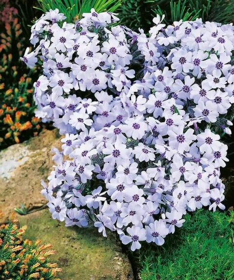 Флокс шилоподібний 'Bavaria' - 4