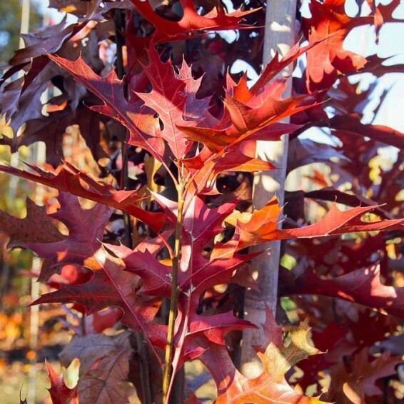 Дуб болотный 'Green Pillar' - 9
