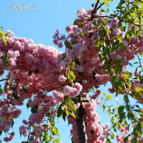 Сакура мелкопильчатая 'Kiku-shidare' #1, WRB 25--30 200-250 St. 180-200 - 4