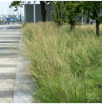 Споробол повітряний