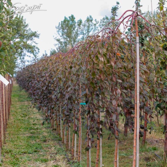 Яблуня плакуча 'Royal Beauty' #4, WRB 10--12 - St. 220-230 - 4 Яблуня плакуча 'Royal Beauty' #4, WRB 10--12 - St. 220-230 - 4