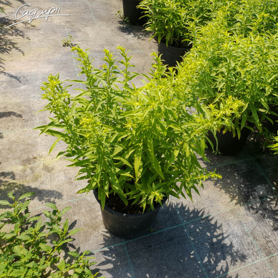 Золотушник звичайний 'Goldzwerg', C3 - - 2