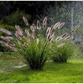 Пенісетум лисохвістний 'Black Beauty'