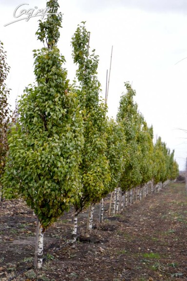 Береза плакуча 'Fastigiata' - 4 Береза плакуча 'Fastigiata' - 4