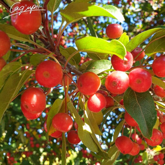 Яблоня 'Profusion' - 4