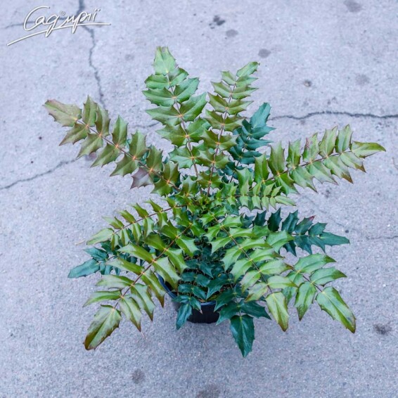 Магония средняя 'Winter Sun' - 3