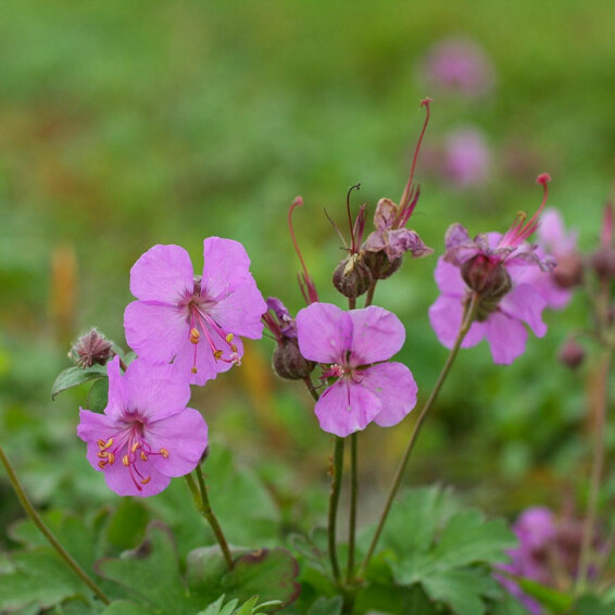 Герань кембріджська 'Cambridge', p9 - - 1 Герань кембріджська 'Cambridge', p9 - - 1