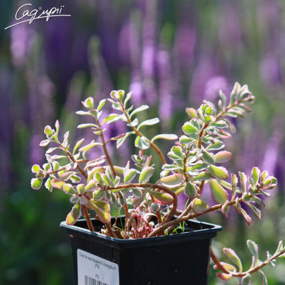 Очиток ложный Variegatum - 2 Очиток ложный Variegatum - 2