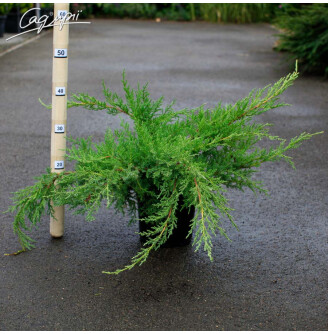 Можжевельник средний 'Pfitzeriana Compacta'