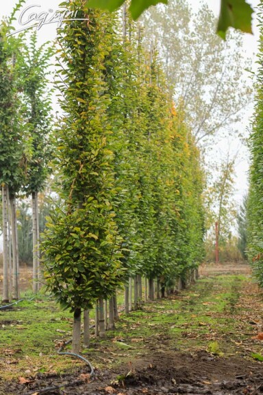 Граб звичайний 'Fastigiata' - 6