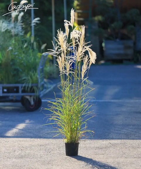 Міскантус китайський 'Flamingo' - 1