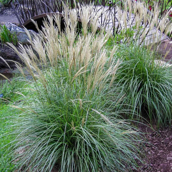 Мискантус китайский 'Adagio' - 1