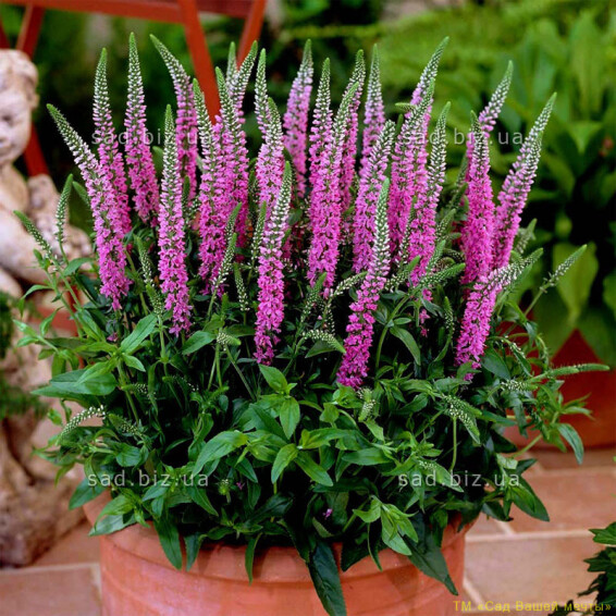 Вероника колосковая 'Rose Zwerg' - 1 Вероника колосковая 'Rose Zwerg' - 1