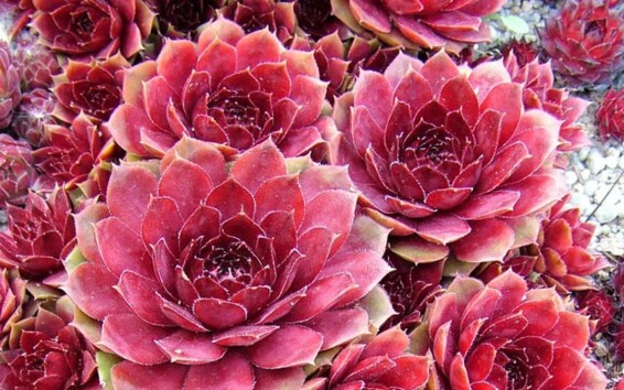 Молодило 'Atroviolaceum' - 1