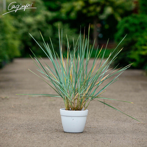 Колосняк песчаный, C2 - - 4