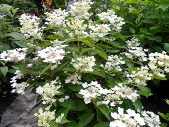 Гортензия метельчатая 'Dharuma'® - 3