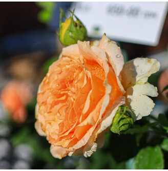 Роза флорибунда 'Polka'